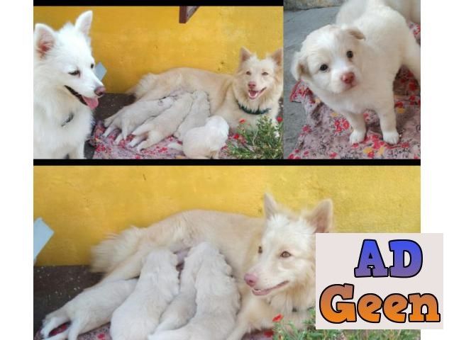 used Pomerenian white and golden color puppies for sale 